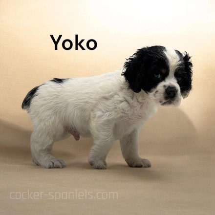 puppy, for, sale, Cocker Spaniel, Joe & Cherri  Overlease, dog, breeder, Miller, MO, dog-breeder, puppy-for-sale, forsale, nearby, find, puppyfind, locator, puppylocator, aca